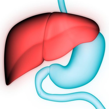 İnsan Sindirim Sistemi Anatomisi. Üç Boyut