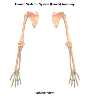 İnsan iskelet sistemi kemikleri (Eller) anatomisi. Üç Boyut 