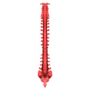 İnsan iskeleti anatomisinin omurgası. 3d