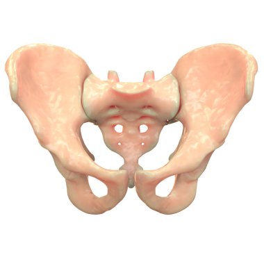 İnsan iskelet sistemi kalça kemiği anatomisi