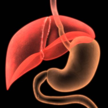 İnsan Sindirim Sistemi Anatomisi. Üç Boyut