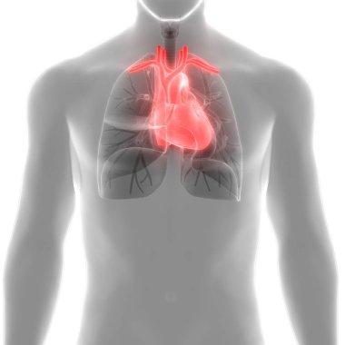 İnsan Dolaşım Sistemi Kalp Anatomisi. Üç Boyut