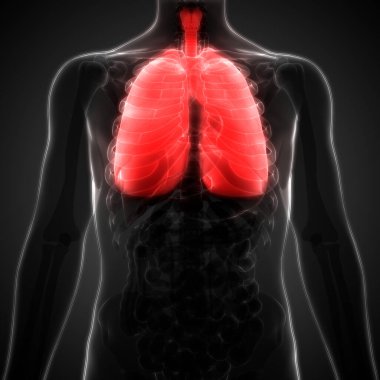 İnsan Solunum Sistemi Akciğerleri Anatomisi. Üç Boyut 