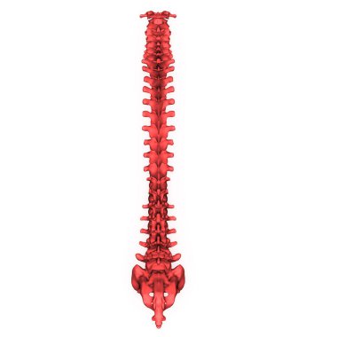 İnsan iskeleti anatomisinin omurgası. 3d