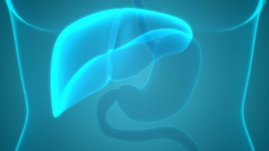 İnsan Sindirim Sistemi Anatomisi. Üç Boyut