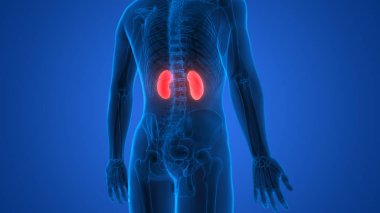  Urinary System Kidneys Anatomy. 3D