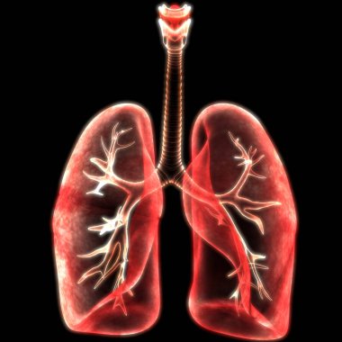 İnsan Solunum Sistemi Akciğerleri Anatomisi. Üç Boyut 