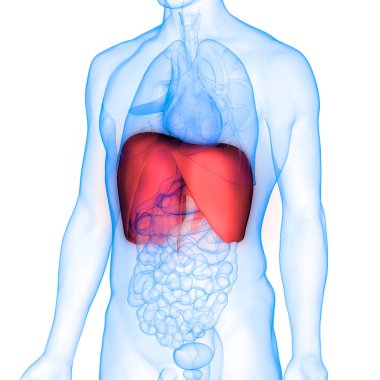 İnsan Diyaframı Anatomisi. 3d