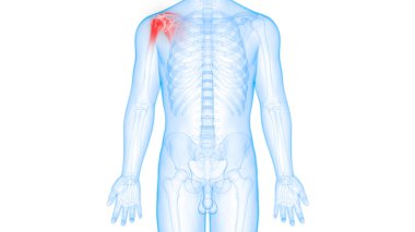İnsan iskeleti kemik eklemleri anatomisi. Üç Boyut