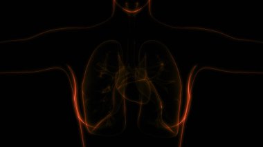 İnsan Solunum Sistemi Akciğerleri Anatomisi. Üç Boyut 