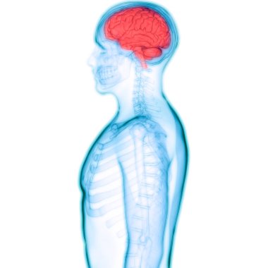 İnsan Sinir Sistemi Anatomisi Merkezi Organı. 3d 