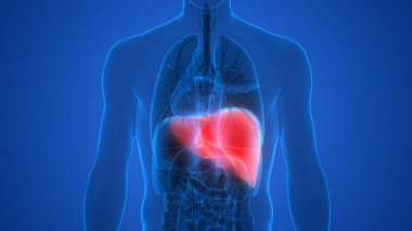 İnsan İç Sindirim Organı Anatomisi. Üç Boyut 