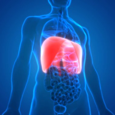 İnsan Diyaframı Anatomisi. 3d