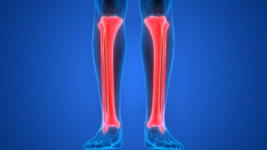 İnsan iskeleti kemik eklemleri anatomisi. Üç Boyut