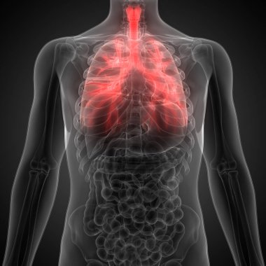 İnsan Solunum Sistemi Akciğerleri Anatomisi. Üç Boyut 