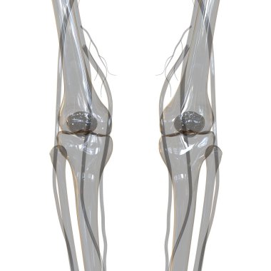 İnsan iskeleti kemik eklemleri anatomisi. Üç Boyut