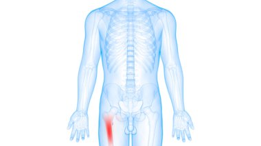 İnsan iskeleti kemik eklemleri anatomisi. Üç Boyut