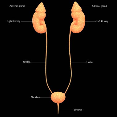 İdrar torbası anatomisi olan erkek idrar sistemi böbrekleri. 3d
