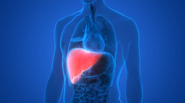 İnsan İç Sindirim Organı Anatomisi. Üç Boyut 