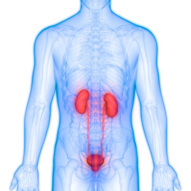 İdrar torbası anatomisi olan insan böbrekleri. Üç Boyut