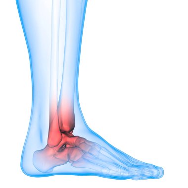 İnsan iskeleti kemik eklemleri anatomisi. Üç Boyut