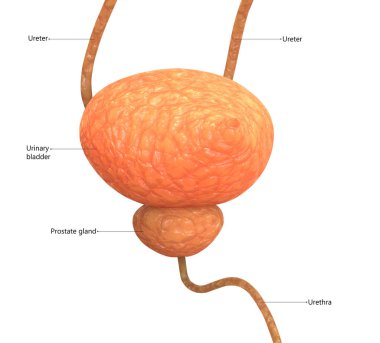 İnsan idrar torbası anatomisi. Üç Boyut