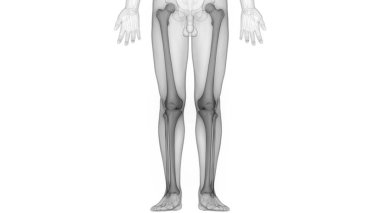 İnsan iskeleti kemik eklemleri anatomisi. Üç Boyut