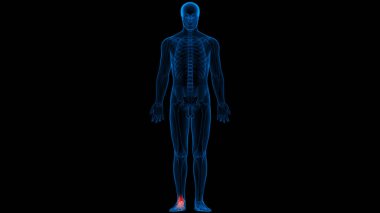 İnsan iskeleti kemik eklemleri anatomisi. Üç Boyut