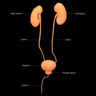 İdrar torbası anatomisi olan erkek idrar sistemi böbrekleri. 3d