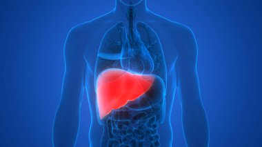 İnsan İç Sindirim Organı Anatomisi. Üç Boyut 