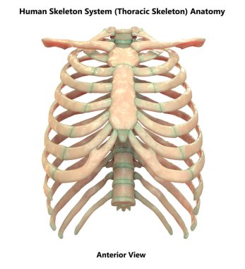İnsan İskelet Sistemi Eksensel İskelet Anatomisi Posterior View. 3d 