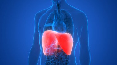 İnsan Diyaframı Anatomisi. 3d