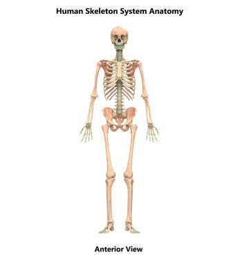İnsan İskelet Sistemi Eksensel İskelet Anatomisi Posterior View. 3d 