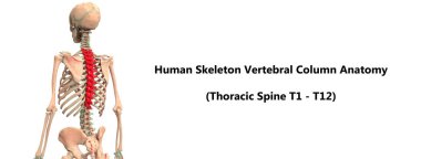 İnsan iskeleti anatomisinin omurgası. 3d