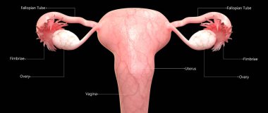 Kadın Üreme Sistemi Anatomisi. Üç Boyut