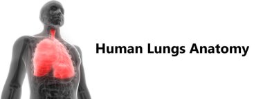 İnsan Solunum Sistemi Akciğerleri Anatomisi. Üç Boyut 