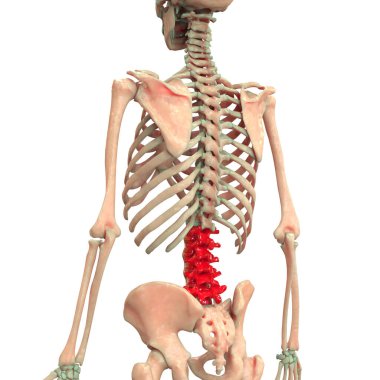 İnsan iskeleti anatomisinin omurgası. 3d