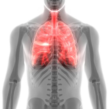 İnsan Solunum Sistemi Akciğerleri Anatomisi. Üç Boyut 