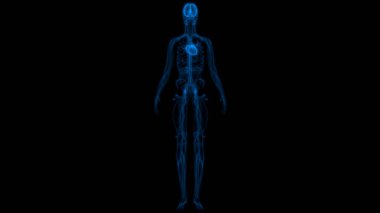 İnsan İskelet Sistemi Eksensel İskelet Anatomisi Posterior View. 3d 