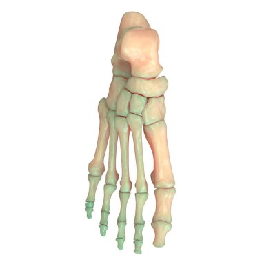 İnsan iskelet sistemi ayak eklemleri anatomisi. 3d 