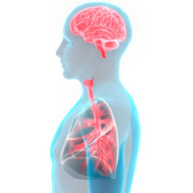İnsan Solunum Sistemi Akciğerleri Anatomisi. Üç Boyut 