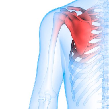 İnsan iskeleti kemik eklemleri anatomisi. Üç Boyut