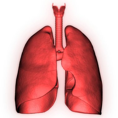 İnsan Solunum Sistemi Akciğerleri Anatomisi. Üç Boyut 
