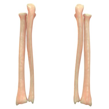 İnsan iskeleti bacak eklemleri anatomi