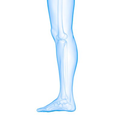 İnsan iskelet sistemi ayak eklemleri anatomisi. 3d 