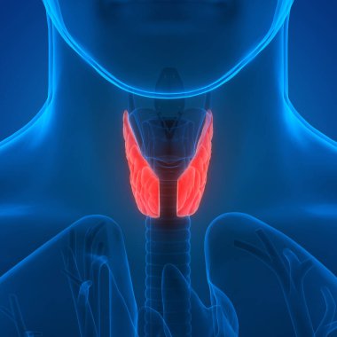İnsan bezi tiroid bezi anatomisi. 3d 
