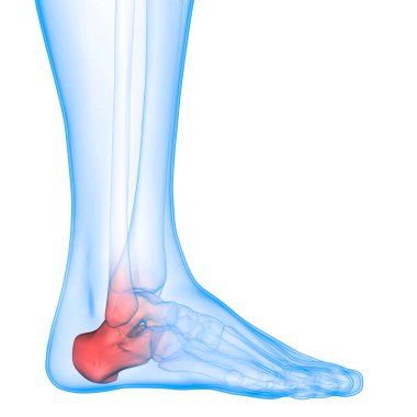 İnsan iskelet sistemi ayak eklemleri anatomisi. 3d 