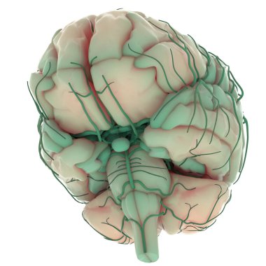 İnsan Sinir Sistemi Beyin Anatomisi Merkezi Organı. Üç Boyut