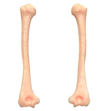 İnsan iskeleti bacak eklemleri anatomi