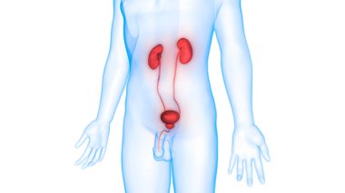 İdrar torbası anatomisi olan erkek idrar sistemi böbrekleri. 3d